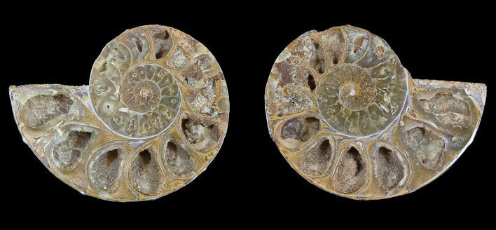 Cut & Polished, Agatized Ammonite Fossil - Jurassic #53841